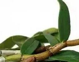 石斛的功效与作用（石斛的功效与作用适合哪些人）