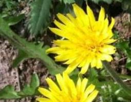 黄花郎的功效与作用 黄花郎的功效与作用禁忌