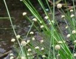 谷精草的功效与作用 谷精草的功效与作用的功能与主治