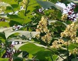 梓白皮的功效与作用（梓白皮和桑白皮是一种药吗）