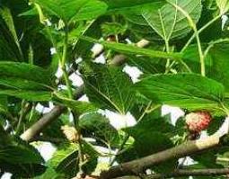 桑梗的功效与作用 桑梗的药用