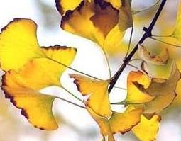 白果树叶的作用是什么（白果树叶的作用是什么呢）