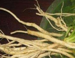 板蓝根的功效与作用及食用方法 板蓝根的功效与作用及食用方法禁忌