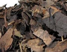 鹿含草的功效 鹿含草的功效与图片