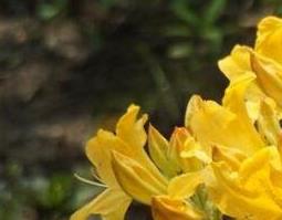 闹羊花的功效与作用及药用价值 闹羊花的功效与作用及药用价值