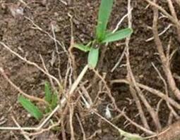 知母的功效与作用（知母的功效与作用禁忌与副作用有哪些）