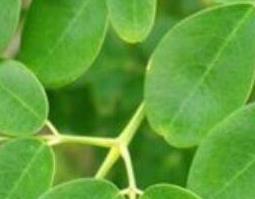 辣木叶片的功效及作用（辣木叶片的作用与功效）