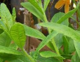 黄杜鹃根的功效与作用及药用价值 黄杜鹃根的功效与作用及药用价值及禁忌