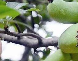 腊梅果子的功效与作用 腊梅果子的功效与作用图片