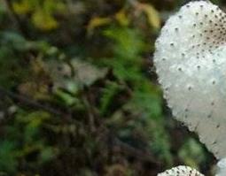 野棉花根泡酒的功效与作用 野棉花根泡酒的功效与作用及禁忌