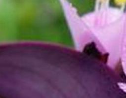 中药紫鸭跖草的功效与作用