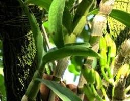 石斛的功效与作用及禁忌（石斛的功效与作用及禁忌症的功效与作用）