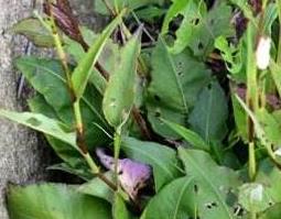 蝎子七的功效与作用