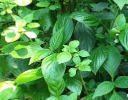 南板蓝根的功效与作用（南板蓝根的功效与作用图片）