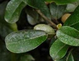 羊奶树根的功效与作用 羊奶树根的功效与作用是什么