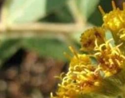 羊耳菊的功效与作用及药用价值 羊耳菊的功效和作用