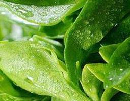 三七叶的功效与作用及药用价值(三七叶的功效和作用)