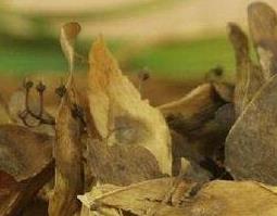 椿白皮的功效与作用 椿白皮的功效与作用别称