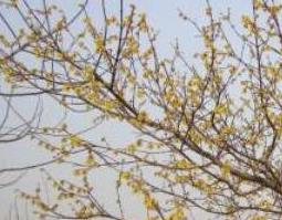 腊梅根泡酒的功效与作用（腊梅根泡酒的功效与作用禁忌）