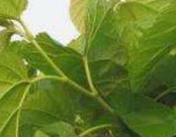 桑叶泡脚的功效与作用 霜打桑叶泡脚的功效与作用