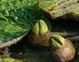 芡实根的功效与作用 芡实根的功效与作用及食用方法