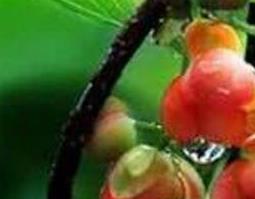 五倍子的功效与作用及药用价值（五倍子的功效与作用及药用价值图片）