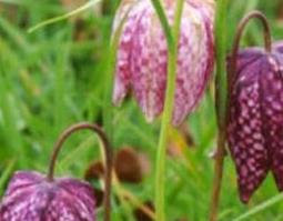 暗紫贝母是什么（暗紫贝母的主要产地）