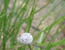 谷精草的功效与作用及药用价值 谷精草的作用和功效与作用