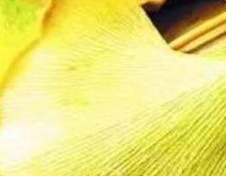 银杏叶片的功效与作用及食用方法（银杏叶片的功效与作用及食用方法乐哈健康网）