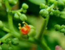 猪娘藤的功效与作用（猪婆藤的功效）