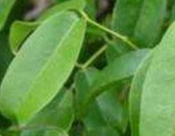 油甘子叶的作用和功效及药用价值（油甘子叶的作用和功效及药用价值图片）