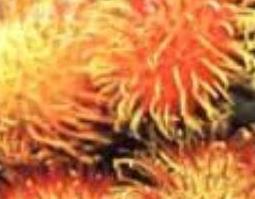 黄泡刺根的功效和作用 黄刺根的功效与作用