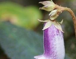 粗筒苣苔的药用价值与功效 粗筒苣苔的药用价值与功效与作用