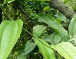 金刚藤根煮水的功效与作用（金刚藤根煮水的功效与作用）