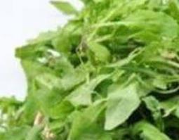 中药荠菜的功效与作用（中药荠菜的功效与作用及禁忌）