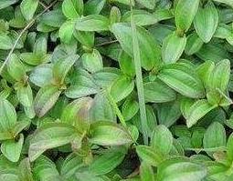 状元红地稔根的功效（地稔根的功效与作用图片）