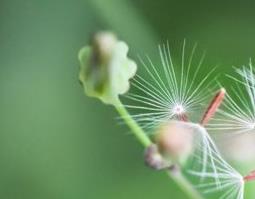 中药蒲公英怎样泡水喝 中药蒲公英可以直接泡水喝吗