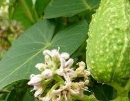 萝藦的功效作用与使用禁忌 萝藦的食用禁忌和副作用