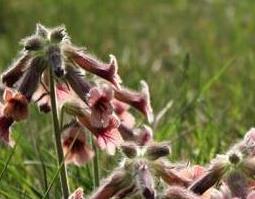 地黄花怎么吃好（地黄花的食用方法）