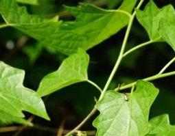 八角枫的功效与作用 八角枫的功效与作用及图片