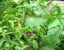 龙葵草的功效与作用（龙葵草的功效与作用及食用方法）