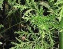 白毛蒿根的功效与作用及药用价值（白毛蒿根的功效与作用及药用价值及禁忌）