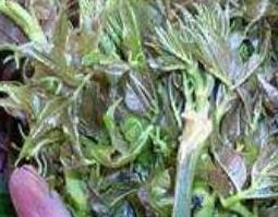 刺脑包根的功效与作用（刺脑包根的功效与作用图片）