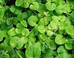 金钱草的功效与作用及食用方法 金钱草的功效与作用及食用方法及禁忌