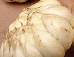 鲜百合怎么吃好 鲜百合怎样好吃