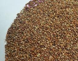 苏子籽的食用方法 苏子籽的食用方法和用量