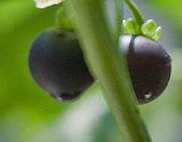 黑果子怎么服用（黑果子怎么服用效果最好）