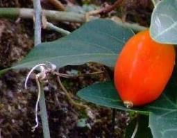 中药茅瓜的功效与作用 中药茅瓜的功效与作用及禁忌