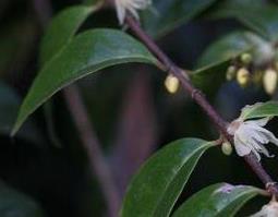 岩马桑的功效与作用(岩马桑的功效与作用与主治)