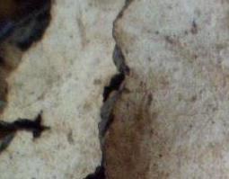 猪茯苓的药用功效与作用 猪茯苓的药用功效与作用图片